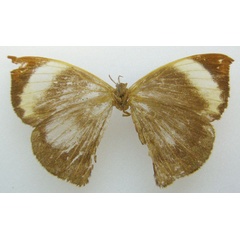 /filer/webapps/moths/media/images/M/maeonia_Melanthris_HT_NHMUKb.jpg