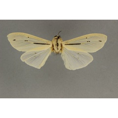 /filer/webapps/moths/media/images/A/albidior_Creatonotos_HT_BMNH.jpg
