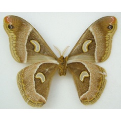/filer/webapps/moths/media/images/P/pelosoma_Epiphora_HT_NHMUKb.jpg