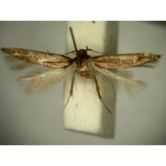 /filer/webapps/moths/media/images/N/nudicornis_Ascalenia_HT906_TMSA_01.jpg