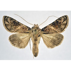 /filer/webapps/moths/media/images/E/euchroa_Ctenoplusia_AM_NHMO.jpg