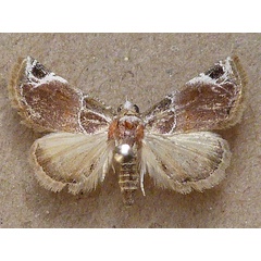 /filer/webapps/moths/media/images/C/costimacula_Eublemma_A_Butler.jpg