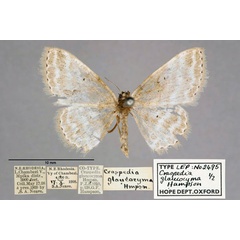 /filer/webapps/moths/media/images/G/glaucocyma_Craspedia_ST_OUMNH_01.jpg