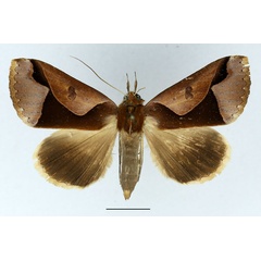 /filer/webapps/moths/media/images/O/orthogona_Euminucia_AF_Basquin.jpg