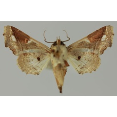 /filer/webapps/moths/media/images/D/dinota_Caligatus_AM_MNHNb.jpg
