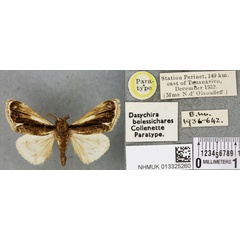 /filer/webapps/moths/media/images/B/belessichares_Dasychira_PTM_BMNH_02a.jpg