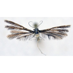 /filer/webapps/moths/media/images/T/tanzanicus_Prichotilus_HT_NHMO.jpg