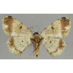 /filer/webapps/moths/media/images/S/spoliataria_Ectropis_AF_ZSMb.jpg