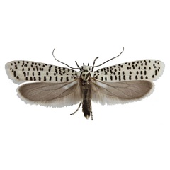 /filer/webapps/moths/media/images/S/strigillatus_Yponomeuta_AF_Agassiz.jpg