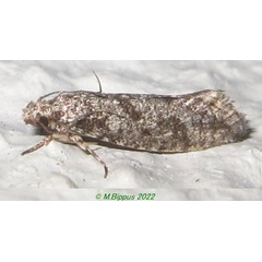 /filer/webapps/moths/media/images/B/borboniella_Protaphreutis_A_Bippus_02.jpg