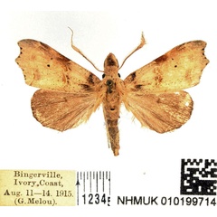 /filer/webapps/moths/media/images/F/finipunctula_Paralephana_AM_BMNH_02.jpg