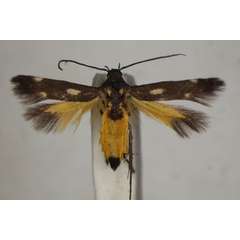 /filer/webapps/moths/media/images/L/laetissima_Eretmocera_A_BMNH_03.jpg