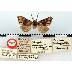 /filer/webapps/moths/media/images/A/ambiguella_Procus_HT_BMNH.jpg