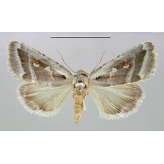 /filer/webapps/moths/media/images/D/damarana_Escarpmenta_HT_ZMHB.jpg