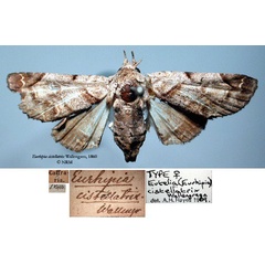 /filer/webapps/moths/media/images/C/cistellatrix_Eurhipia_HT_SNHMa.jpg