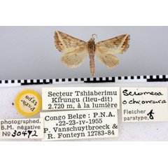 /filer/webapps/moths/media/images/O/ochroneura_Sciomesa_PT_BMNH.jpg