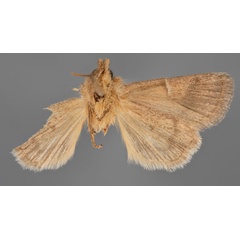 /filer/webapps/moths/media/images/A/albipuncta_Eriopygodes_HT_MfNb.jpg