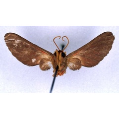 /filer/webapps/moths/media/images/A/affinis_Balacra_HT_BMNH_02.jpg