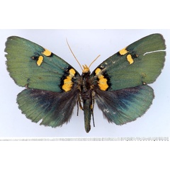 /filer/webapps/moths/media/images/C/cameroona_Egybolis_AM_BMNH.jpg