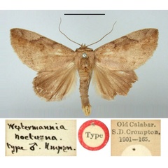 /filer/webapps/moths/media/images/N/nocturna_Westermannia_HT_BMNH.jpg