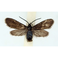 /filer/webapps/moths/media/images/D/durbanica_Saliuncella_AF_TMSA.jpg