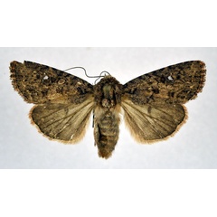 /filer/webapps/moths/media/images/F/felix_Feliniopsis_PT_NHMO.jpg