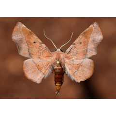 /filer/webapps/moths/media/images/P/percnopus_Euexia_A_Butler_01.jpg
