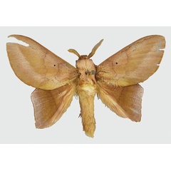 /filer/webapps/moths/media/images/C/chocolatina_Sonitha_HT_MNHN.jpg