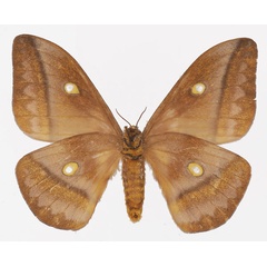 /filer/webapps/moths/media/images/W/wahlbergii_Gonimbrasia_AF_Basquinb.jpg