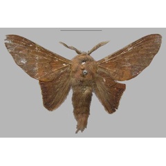 /filer/webapps/moths/media/images/O/obscura_Opisthodontia_HT_RMCA.jpg