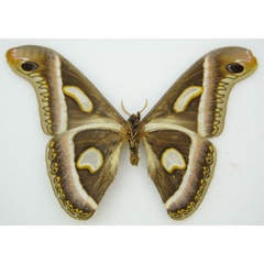 /filer/webapps/moths/media/images/R/rectifascia_Epiphora_HT_NHMUKb.jpg