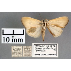 /filer/webapps/moths/media/images/L/lacteata_Urbona_STF_OUMNH_02.jpg
