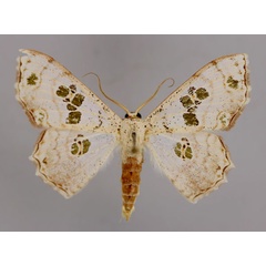 /filer/webapps/moths/media/images/M/malagasy_Antitrygodes_A_ZSM_01.jpg
