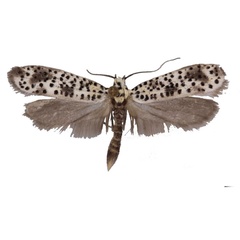 /filer/webapps/moths/media/images/M/melanephos_Yponomeuta_HT_TMSA.jpg