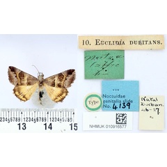 /filer/webapps/moths/media/images/D/dubitans_Euclidia_HT_BMNH.jpg
