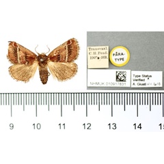 /filer/webapps/moths/media/images/P/pyrocausta_Susica_PTF_BMNH.jpg