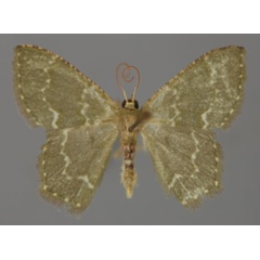 /filer/webapps/moths/media/images/M/misera_Metallochlora_A_ZSM_01.jpg