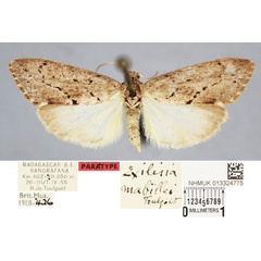 /filer/webapps/moths/media/images/M/mabillei_Exilisia_PT_BMNH.jpg