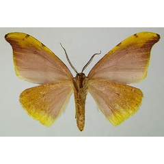 /filer/webapps/moths/media/images/A/aetionaria_Hylemera_AF_ZSMb.jpg