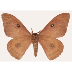 /filer/webapps/moths/media/images/N/nebularum_Cinabra_AM_Basquinb.jpg