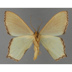 /filer/webapps/moths/media/images/M/mesoleuca_Antharmostes_A_ZSM_02.jpg