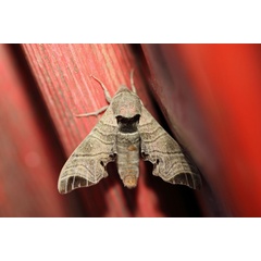 /filer/webapps/moths/media/images/A/apicalis_Likoma_A_Voaden_01.jpg