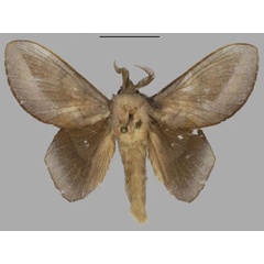 /filer/webapps/moths/media/images/M/myoctona_Sonitha_AM_Mueller_02.jpg