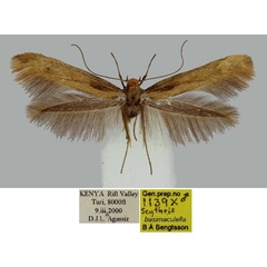 /filer/webapps/moths/media/images/B/basimaculella_Scythris_PT_BMNH_JsPKkNT.jpg