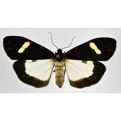 /filer/webapps/moths/media/images/E/elata_Utetheisa_AF_NHMO.jpg