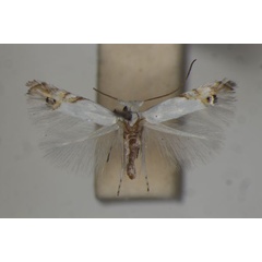 /filer/webapps/moths/media/images/C/clerodendrella_Leucoptera_A_BMNH.jpg