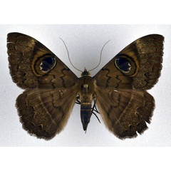 /filer/webapps/moths/media/images/L/limacina_Cyligramma_AF_NHMO.jpg