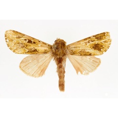/filer/webapps/moths/media/images/A/acathartha_Nyodes_AM_RMCA.jpg