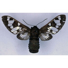 /filer/webapps/moths/media/images/M/melaena_Balacra_HT_BMNH_01.jpg