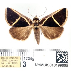 /filer/webapps/moths/media/images/D/decussis_Fodina_AM_BMNH.jpg